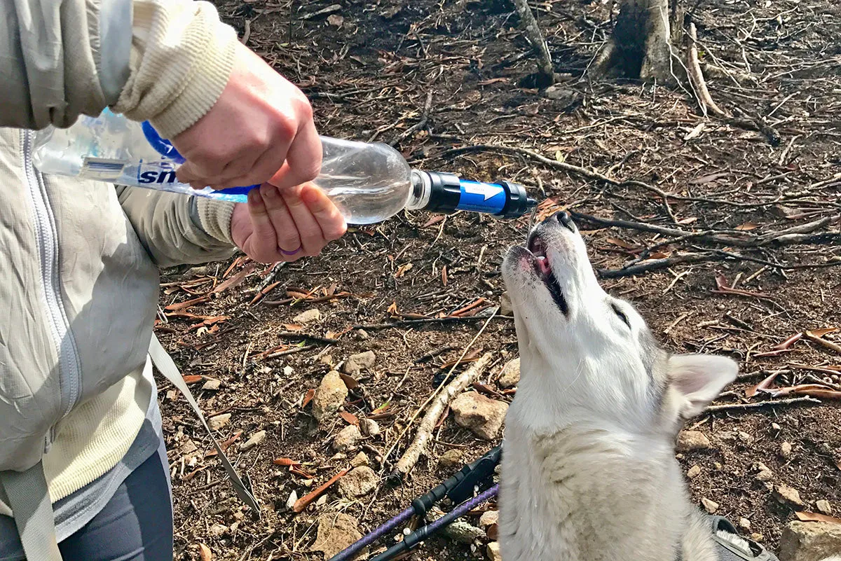 hiking with pets safety tips