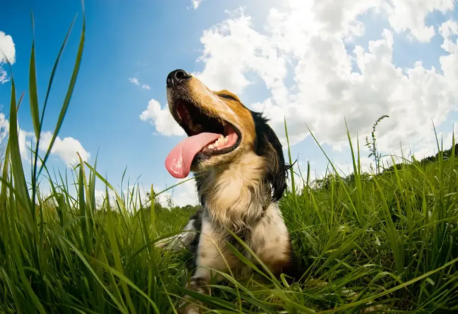 hiking with pets safety tips