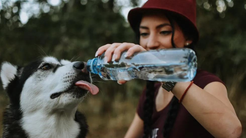 hiking with pets safety tips