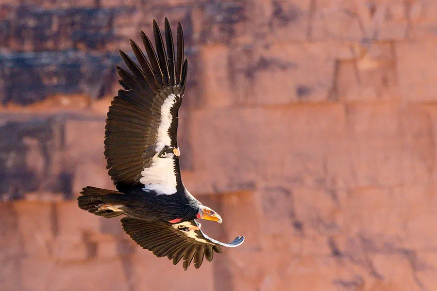 Peregrine Falcon