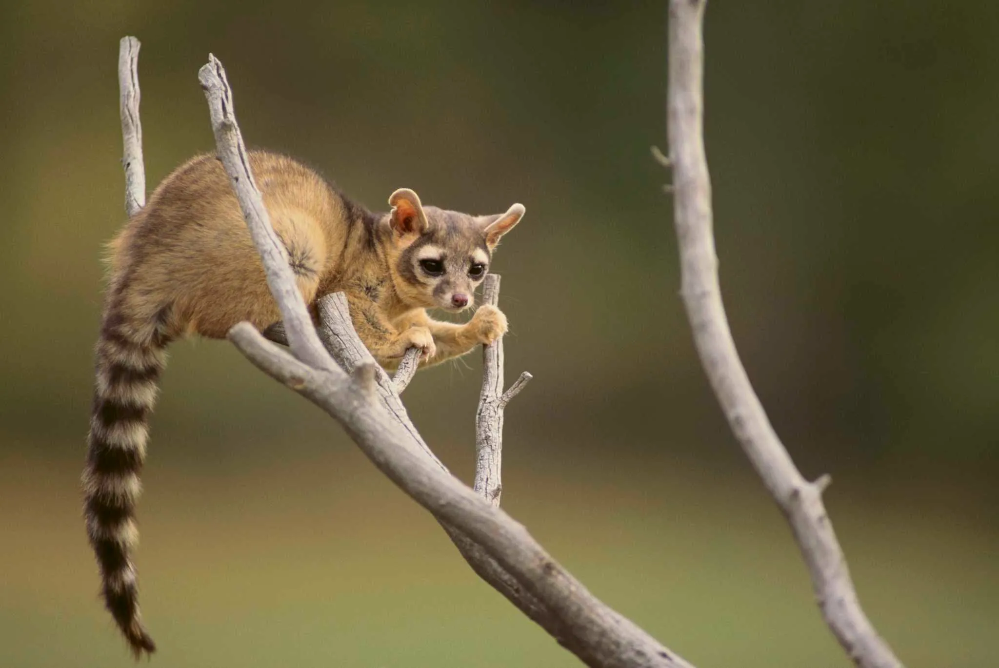 zion national park wildlife
