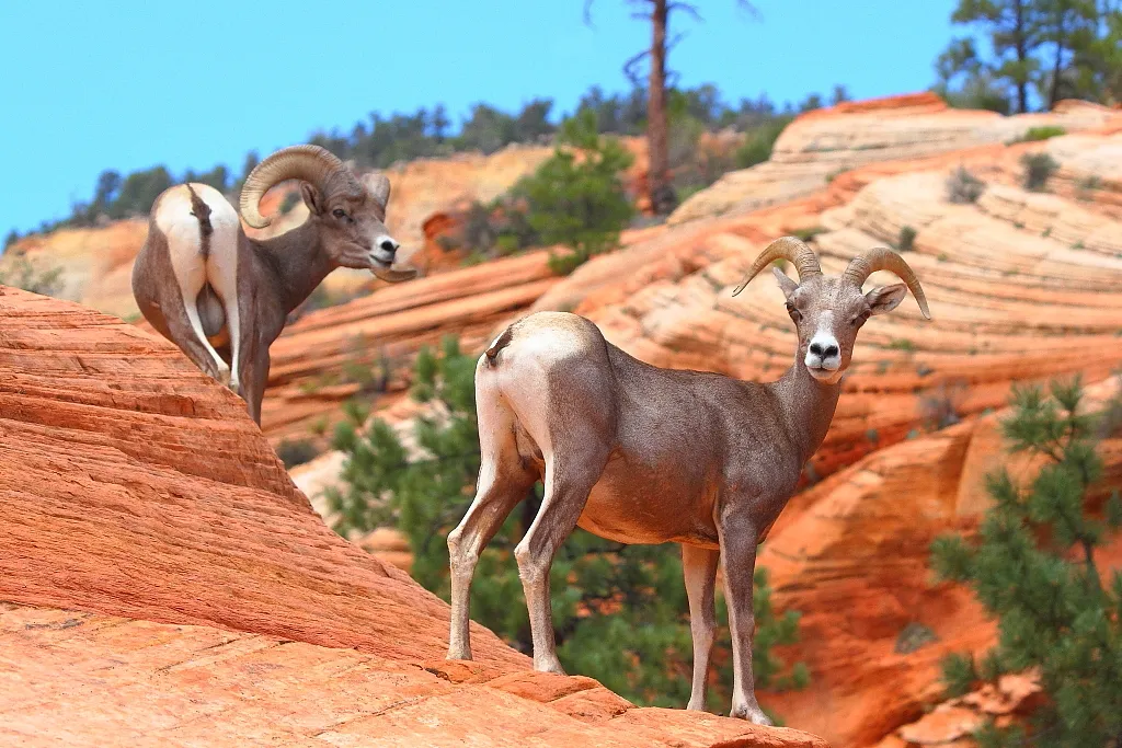 zion national park wildlife