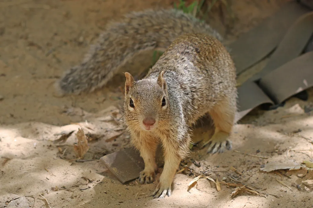 zion national park wildlife