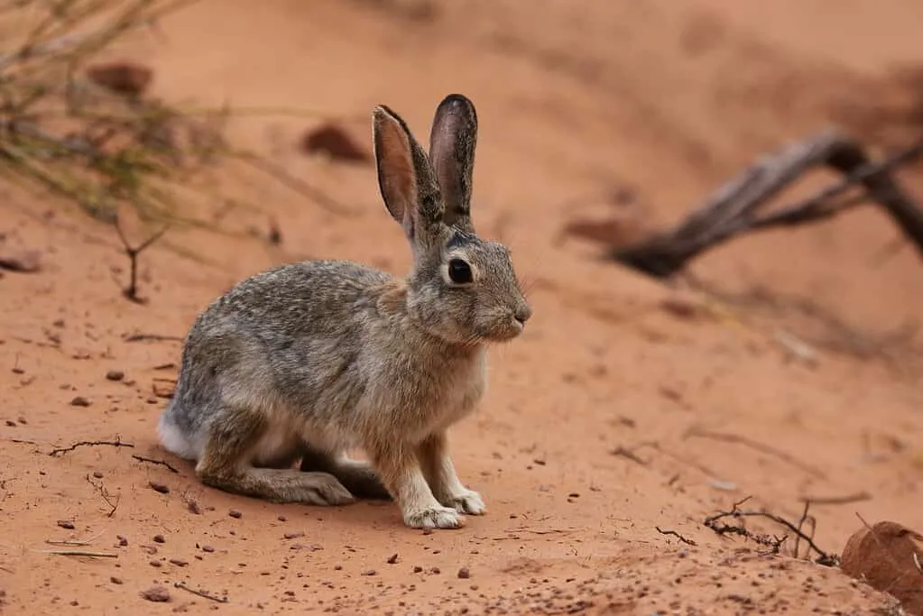 zion national park wildlife