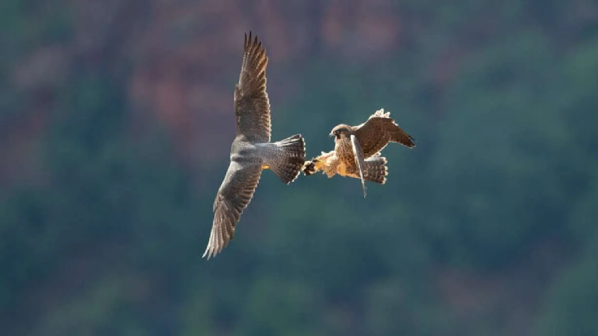 zion national park wildlife