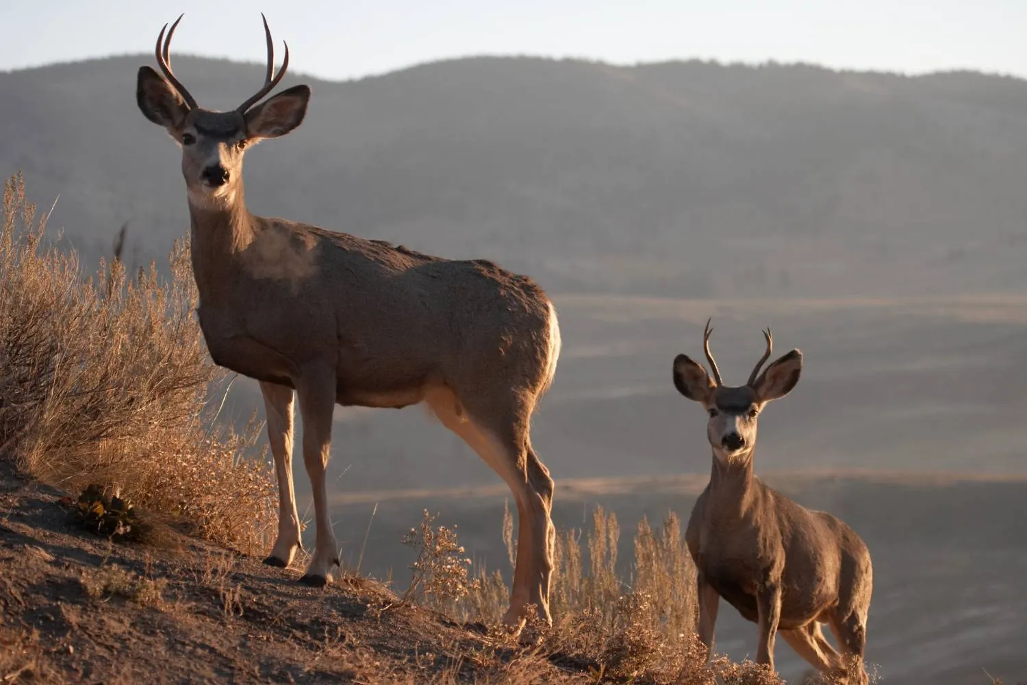 post-Zion National Park Wildlife: A Traveller's Guide