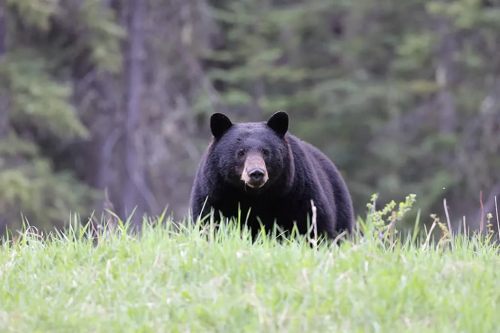 post-Exploring Nature: Acadia National Park Bears