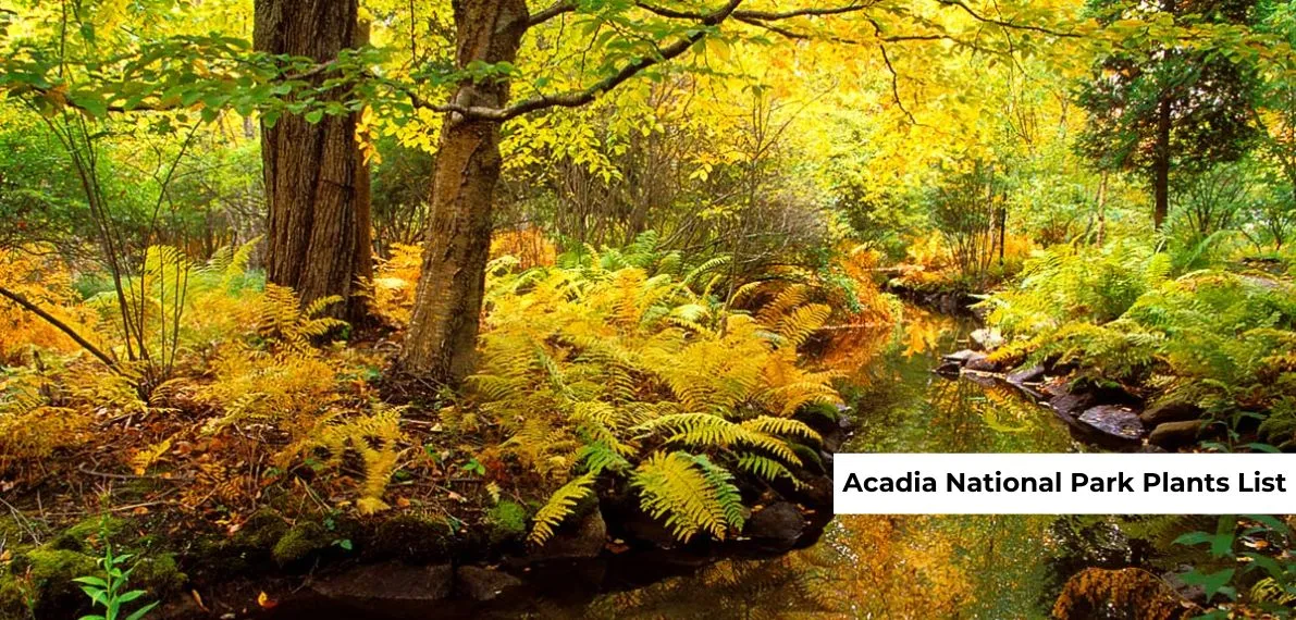 post-Acadia National Park Plants List: Trees, Wildflowers and Native Plant!!! Trees in Acadia National Park
