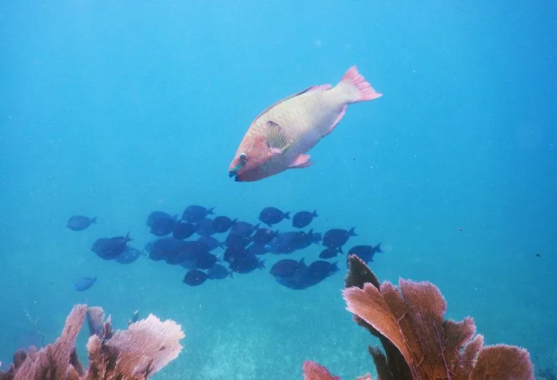 post-Animals in Biscayne National Park: Awesome Wildlife Ecosystem