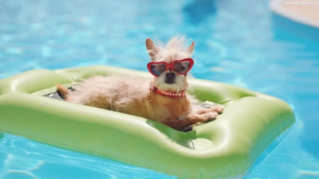 post-The 6 Best Dog Swimming Pools for Indoor and Outdoor: Reviewed