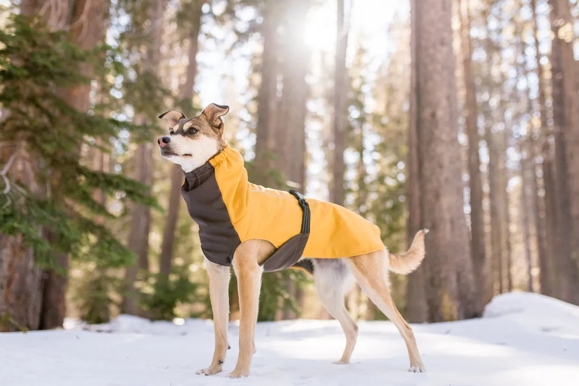 post-The 9 Best Dog Winter Coats: Full-body and Waterproof (Tested)