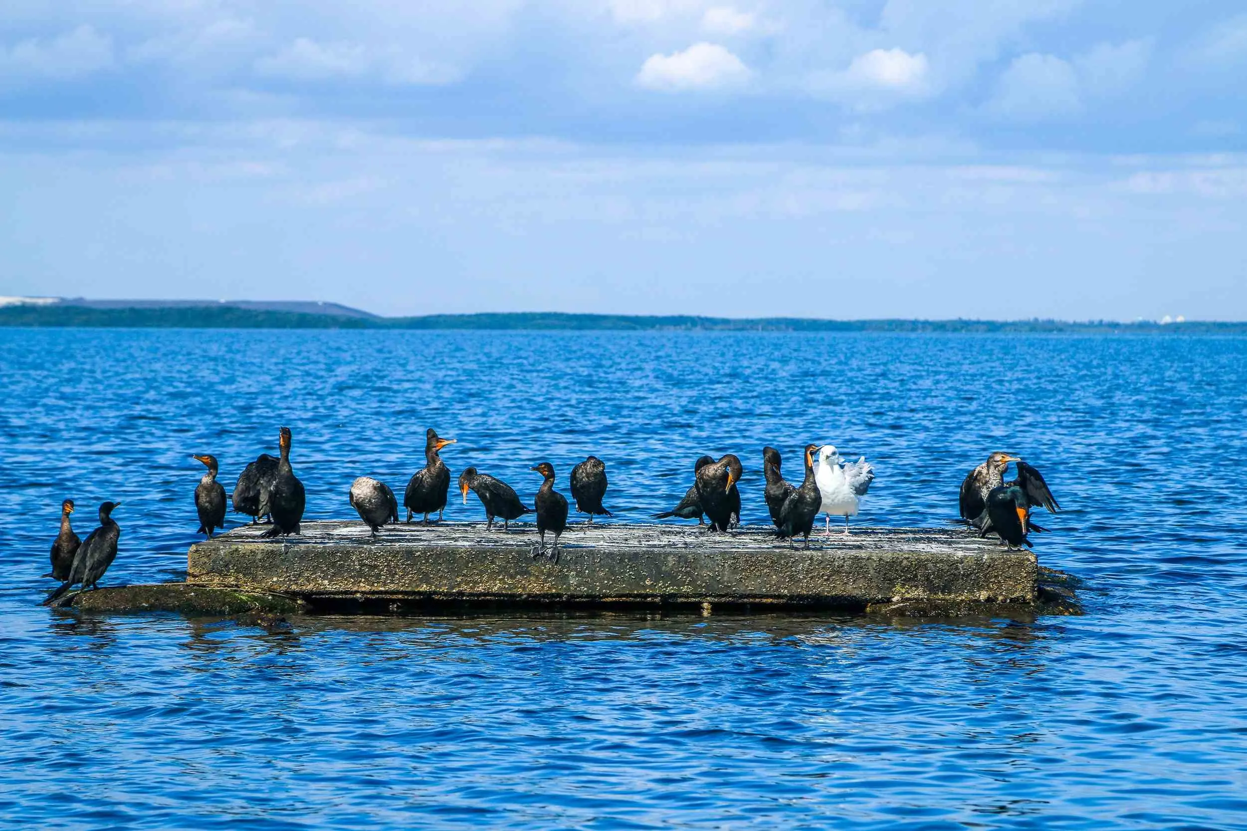 post-List of Birds of Biscayne National Park: Where to Bird Watch?