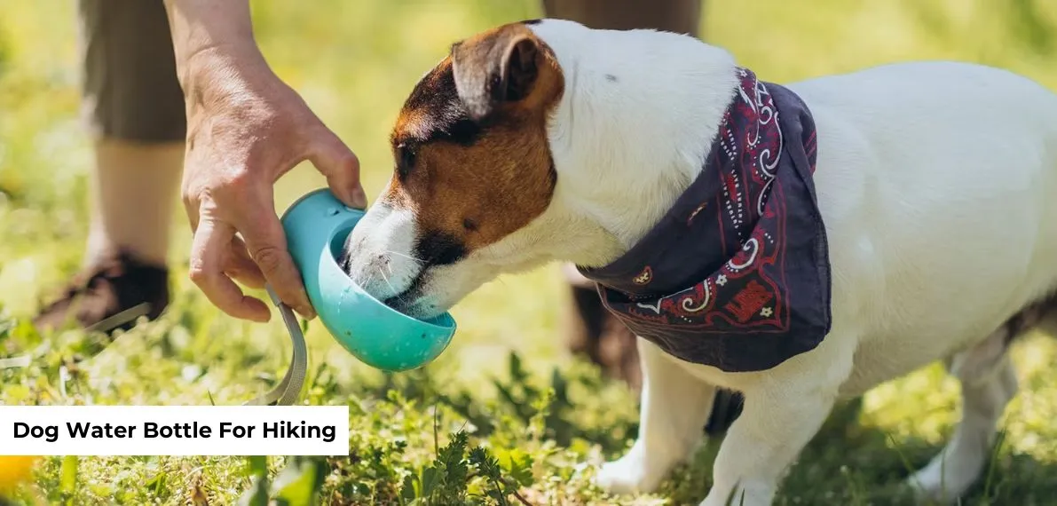 post-Top 9 Dog Water Bottles for Hiking: Keep Your Pup Hydrated!