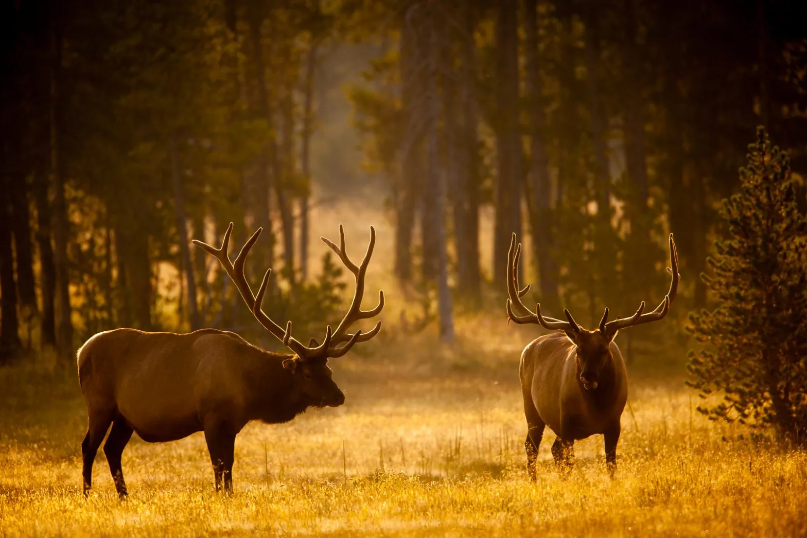 post-Elk in Yellowstone National Park: More Than Just a Pretty Face