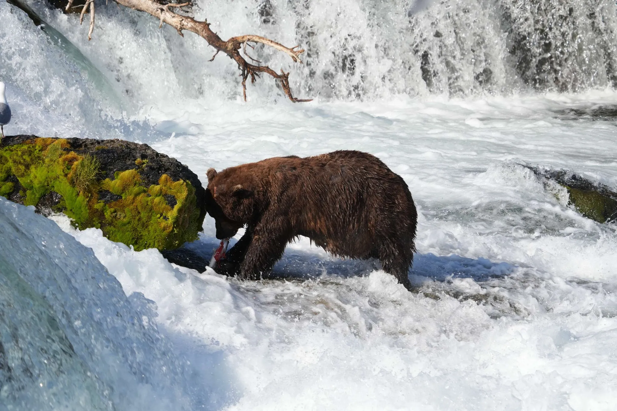 post-Fat Bear Week 2024: Celebrate the Chubby Champions of Katmai NP!