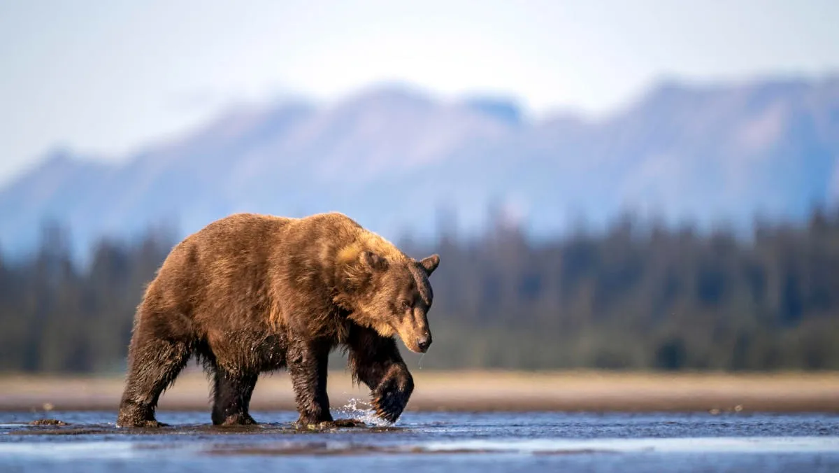 post-Glacier National Park Bear Attacks: Survival Story