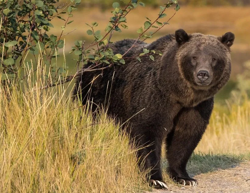 post-Grizzly Bear 399 Fatally Struck by Vehicle in Snake River Canyon