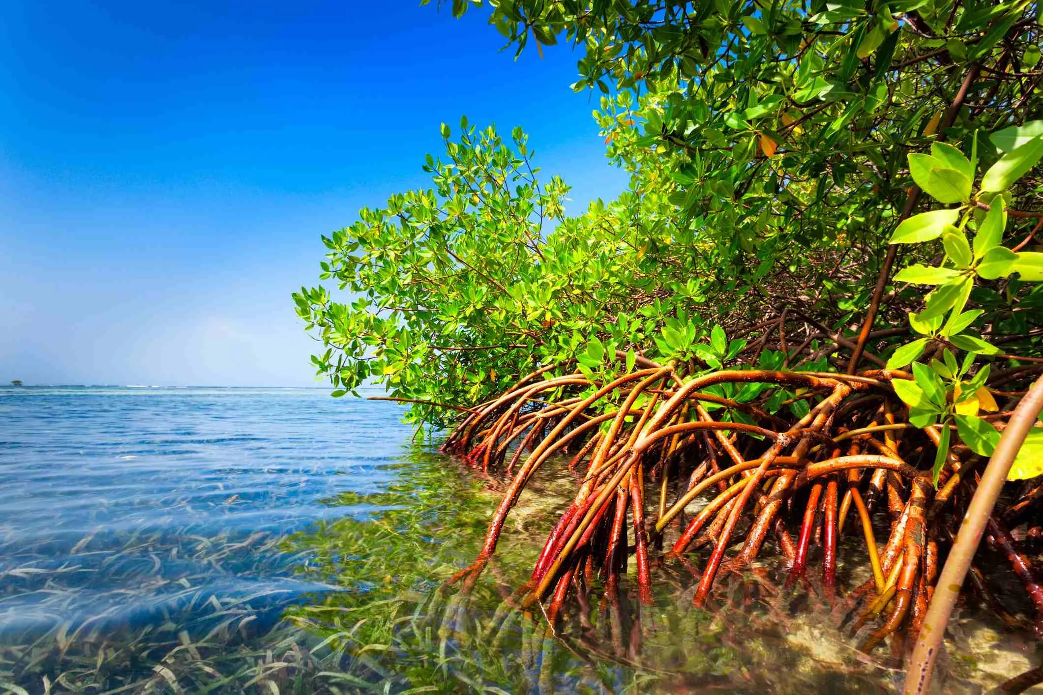 post-List of Plants in Biscayne National Park: What Makes Them Special?