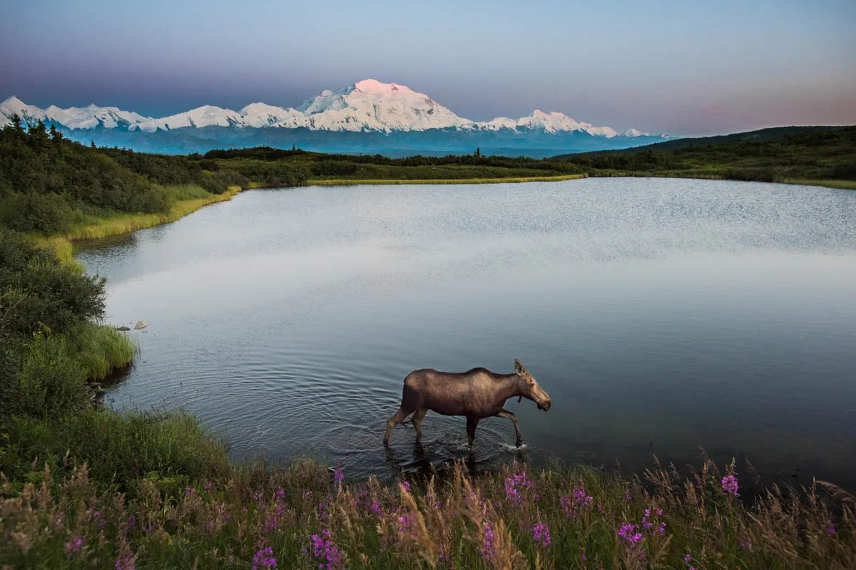 post-National Park Week Wildlife Guide: How to Spot Animals