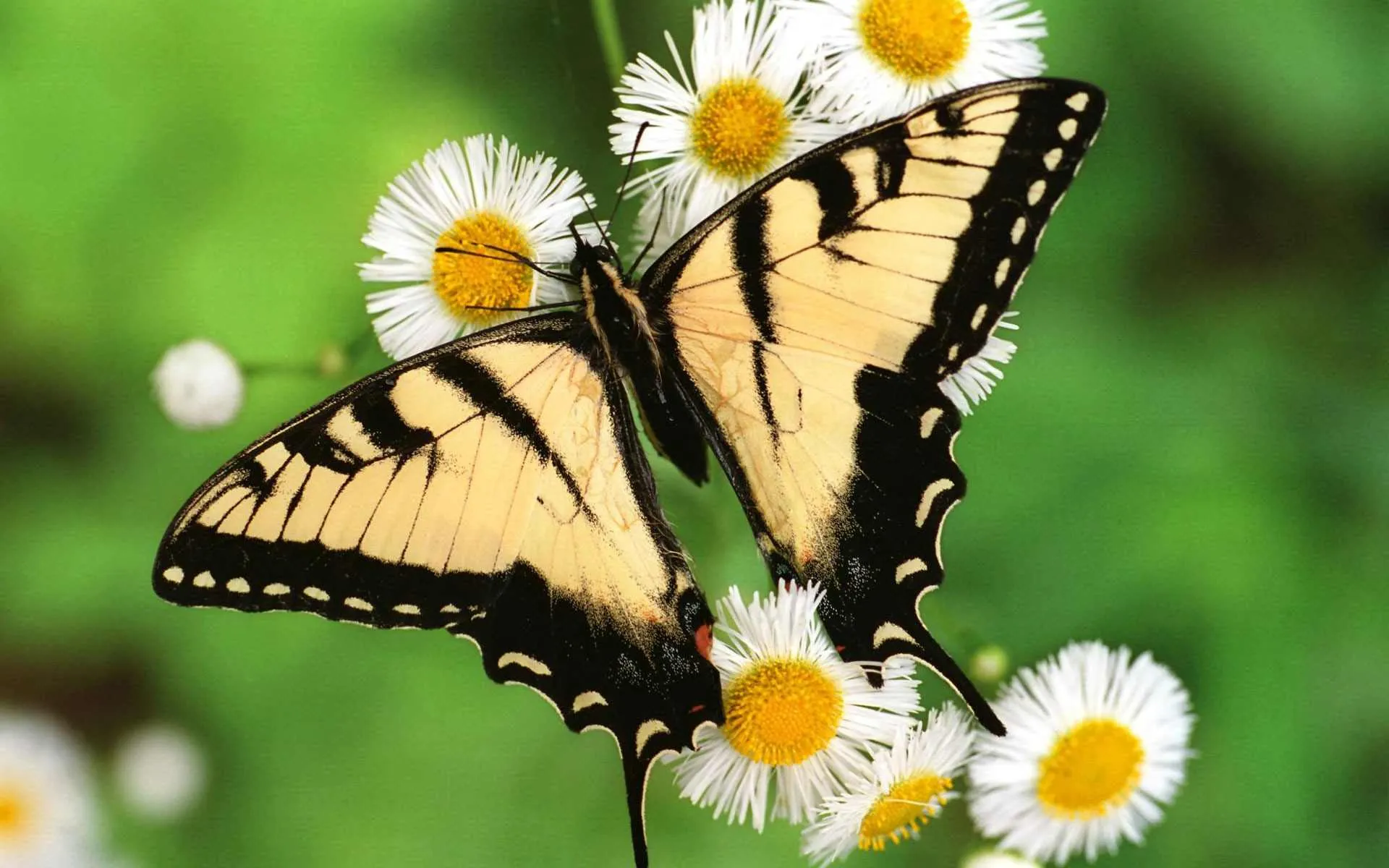 post-Shenandoah National Park Animals: Full Species List
