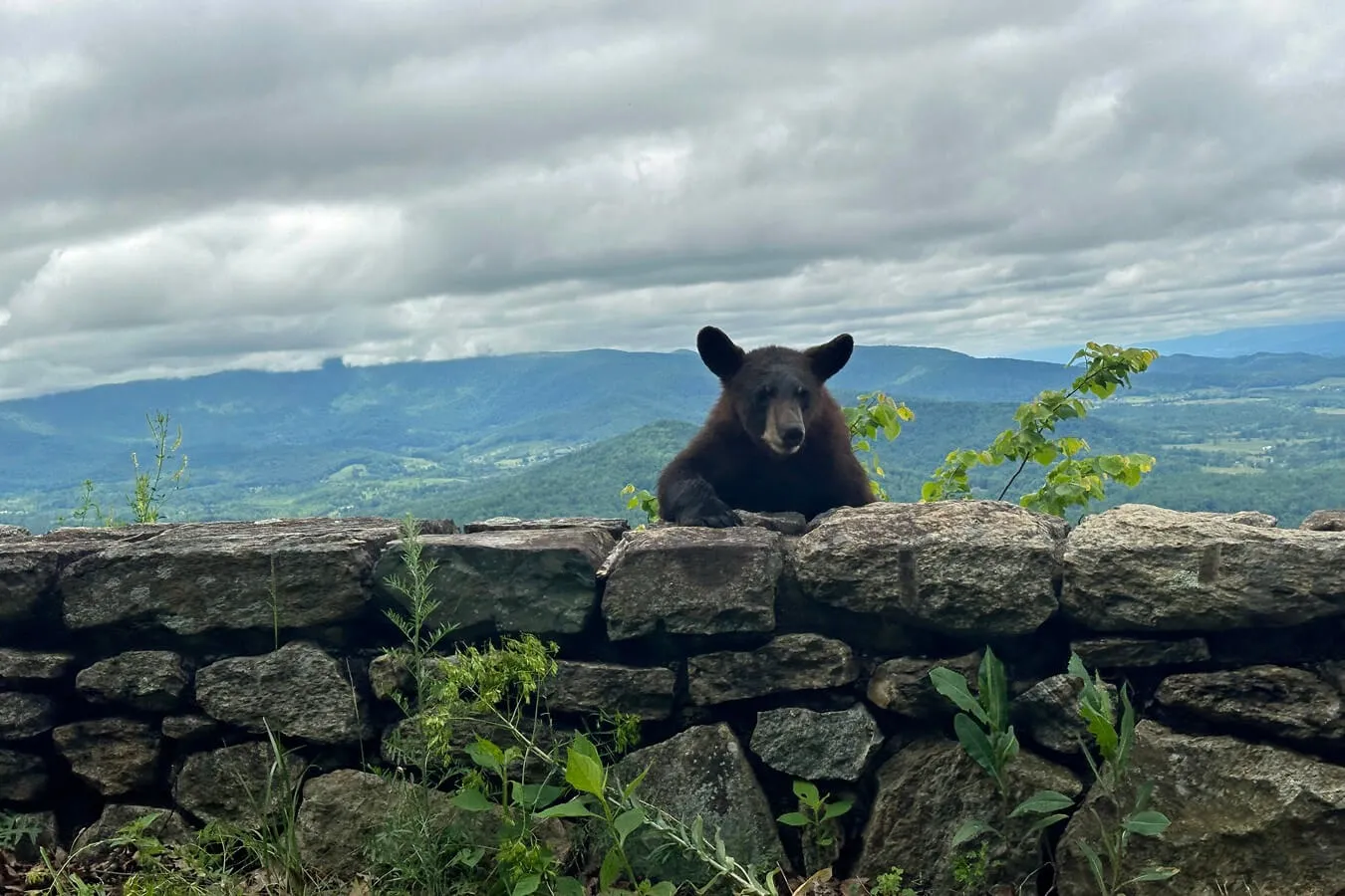 post-How Many Shenandoah National Park Bears? Where to See?