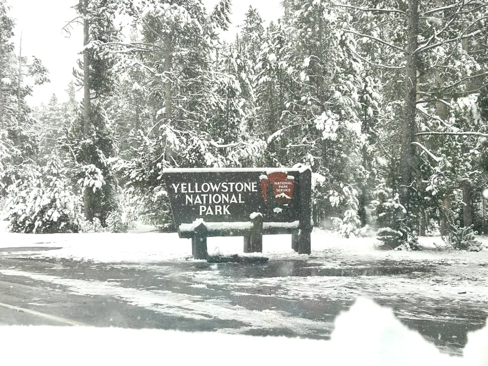 post-Snowstorm Blankets Yellowstone National Park, Creating a Majestic Display