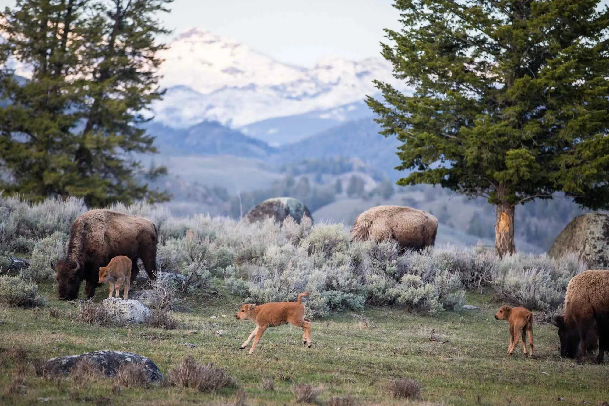 post-Visiting Yellowstone National Park in June: Average Weather Guide