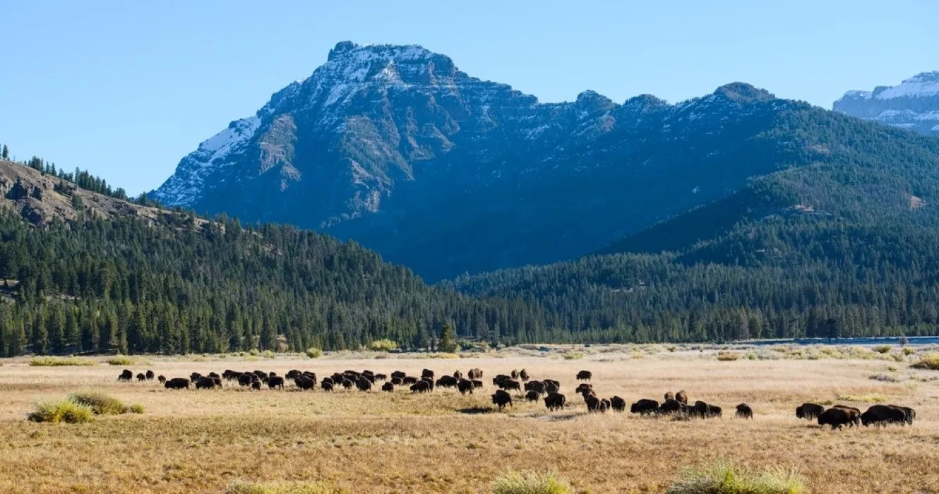 post-Yellowstone National Park Weather in May: Planning Guide