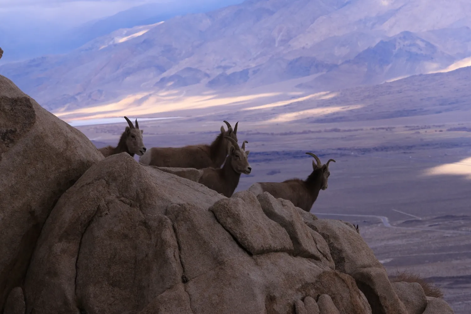 post-Yosemite National Park Animals: Guide Wildlife Spots